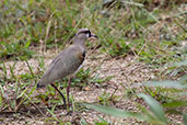 Southern Lapwing, Cocodrilos Road, Ecuador, November 2019 - click for larger image