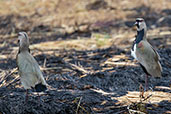 Southern Lapwing, Coca, Ecuador, November 2019 - click for larger image