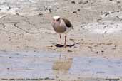 Andean Lapwing, Lauca N.P., Chile, February 2007 - click for larger image