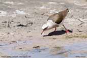 Andean Lapwing, Lauca N.P., Chile, February 2007 - click for larger image