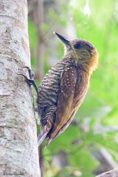 Female Red-stained Woodpecker, Boa Nova, Bahia, Brazil, November 2008 - click for larger image