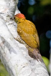 Male Red-stained Woodpecker, Porto Seguro, Bahia, Brazil, November 2008 - click for larger image