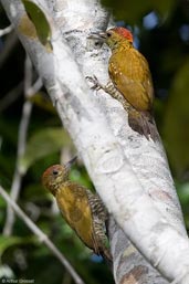 Male Red-stained Woodpecker, Porto Seguro, Bahia, Brazil, November 2008 - click for larger image