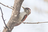 Scarlet-backed Woodpecker, Bosque de Pomac, Lambayeque, Peru, October 2018 - click for larger image