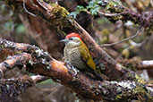 Bar-bellied Woodpecker, Papallacta Pass, Ecuador, November 2019 - click for larger image