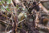 Bar-bellied Woodpecker, Papallacta Pass, Ecuador, November 2019 - click for larger image