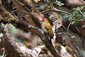 Bar-bellied Woodpecker, Papallacta Pass, Ecuador, November 2019 - click for larger image