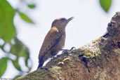 Female Little Woodpecker, Serra de Baturité, Ceará, Brazil, October 2008 - click for larger image