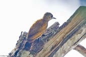 Female Little Woodpecker, Serra de Baturité, Ceará, Brazil, October 2008 - click for larger image