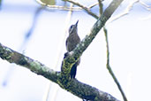 Little Woodpecker, Wildsumaco Lodge, Ecuador, November 2019 - click for larger image