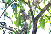 Little Woodpecker, Wildsumaco Lodge, Ecuador, November 2019 - click for larger image
