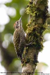 Male  White-spotted Woodpecker, Parque do Zizo, São Paulo, Brazil, November 2006 - click for larger image