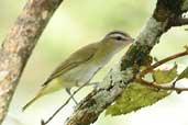 Chivi Vireo, Cristalino Lodge, Mato Grosso, Brazil, April 2003 - click for larger image