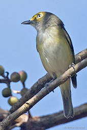 White-eyed Vireo, Tikal, Guatemala, March 2015 - click for larger image