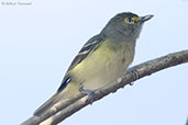 White-eyed Vireo, Tikal, Guatemala, March 2015 - click for larger image