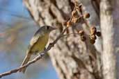 Cuban Vireo, Soplillar, Zapata Swamp, Cuba, February 2005 - click for larger image