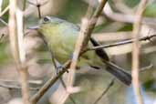 Cuban Vireo, Soplillar, Zapata Swamp, Cuba, February 2005 - click for larger image