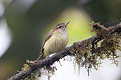 Brown-capped Vireo, Bellavista Cloud Forest Reserve, Ecuador, November 2019 - click for larger image