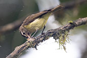 Brown-capped Vireo, Bellavista Cloud Forest Reserve, Ecuador, November 2019 - click for larger image