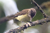 Brown-capped Vireo, Bellavista Cloud Forest Reserve, Ecuador, November 2019 - click for larger image