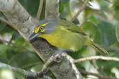 Slaty-capped Shrike-vireo, Cristalino Lodge, Mato Grosso, Brazil, April 2003 - click for larger image