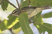 Yucatan Vireo, Roatan, Honduras, March 2015 - click for larger image