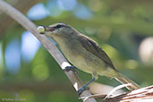 Yucatan Vireo, Roatan, Honduras, March 2015 - click for larger image