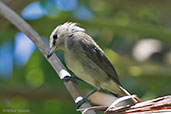 Yucatan Vireo, Roatan, Honduras, March 2015 - click for larger image