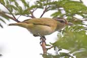 Chivi Vireo, Carajás, Pará, Brazil, October 2005 - click for larger image