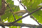 Red-eyed Vireo, Mindo, Ecuador, November 2019 - click for larger image