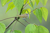 Red-eyed Vireo, Rio Silanche, Ecuador, November 2019 - click for larger image