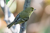 Mangrove Vireo, Roatan, Honduras, March 2015 - click for larger image