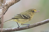 Mangrove Vireo, Roatan, Honduras, March 2015 - click for larger image