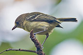 Mangrove Vireo, Roatan, Honduras, March 2015 - click for larger image