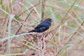 Immature male Blue-black Grassquit, Carajás, Pará, Brazil, October 2005 - click for larger image