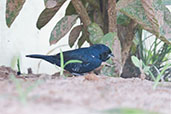 Male Blue-black Grassquit, Aguas de Sao Pedro, Sao Paulo, Brazil, December 2006 - click for larger image