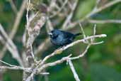 Male Blue-black Grassquit, Murici, Alagoas, Brazil, March 2004 - click for larger image