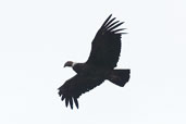 Andean Condor, Torres del Paine, Chile, December 2005 - click for larger image