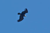 Andean Condor, Torres del Paine, Chile, December 2005 - click for larger image