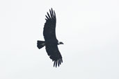Andean Condor, Torres del Paine, Chile, December 2005 - click for larger image