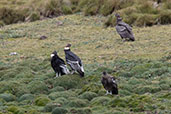 Andean Condor, Antisana Ecological Reserve, Ecuador, November 2019 - click for larger image