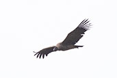 Andean Condor, Antisana Ecological Reserve, Ecuador, November 2019 - click for larger image
