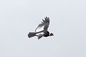 Andean Condor, Antisana Ecological Reserve, Ecuador, November 2019 - click for larger image