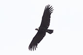 Andean Condor, Antisana, Ecuador, November 2019 - click for larger image
