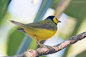 Hooded Warbler, Cuero y Salado, Honduras, March 2015 - click for larger image