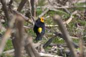 Saffron-cowled Blackbird, Rio Grande do Sul, Brazil, August 2004 - click for larger image