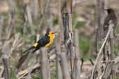 Saffron-cowled Blackbird, Rio Grande do Sul, Brazil, August 2004 - click for larger image