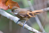 Plain Xenops, Porto Seguro, Bahia, Brazil, October 2008 - click for larger image