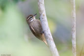 Plain Xenops, Porto Seguro, Bahia, Brazil, October 2008 - click for larger image