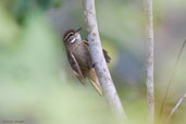 Plain Xenops, Porto Seguro, Bahia, Brazil, October 2008 - click for larger image